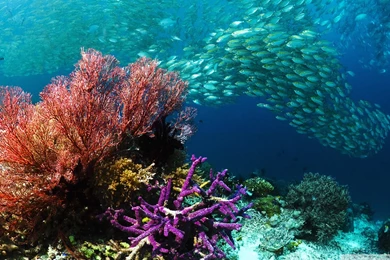 Download School Of Tropical Fish Wallpapers 1920x1080