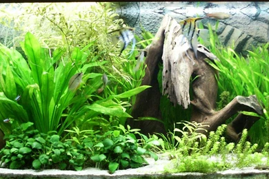Large Fish Tanks
