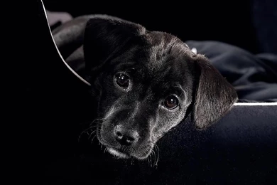 Desktop Wallpapers · Gallery · HD Notebook · Black Puppy Laptop ...