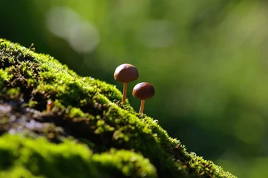 Free Wallpapers And Themes Download,desktop Wallpapers