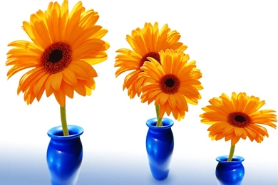 Desktop Wallpapers · Gallery · Computers · Flowers Vista Themes ...