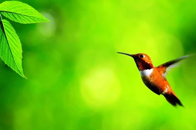 Free Wallpapers Downloads 22   Best Wallpapers Collection