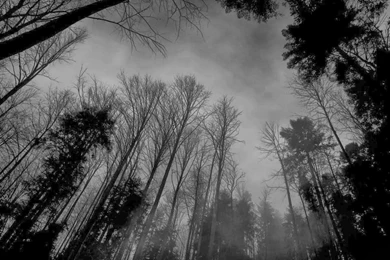 Forest Black And White Wallpapers
