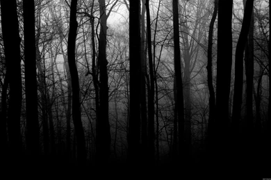 Trees,black And White Black And White Trees 1920x1200 Wallpapers ...