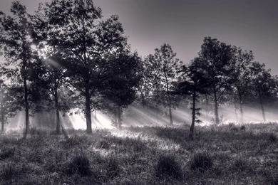 Wallpapers Black And White Trees