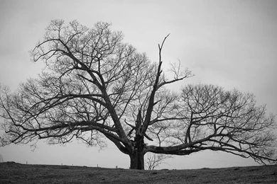 Old Tree (Black And White) Wallpapers, HD Desktop Wallpapers