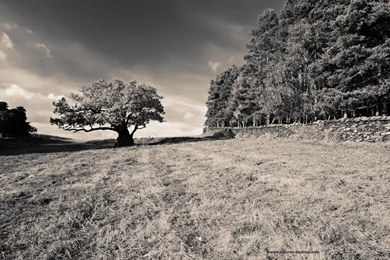 Wallpapers Black And White Trees