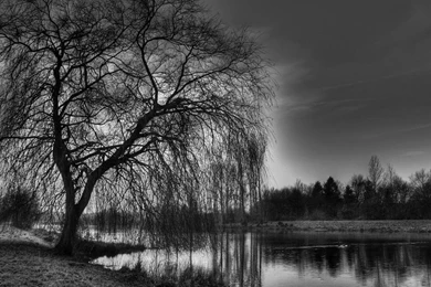 Tree Black And White Widescreen Desktop Wallpapers 4277   Amazing ...