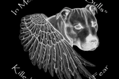 Pitbulls Wallpapers And Pictures