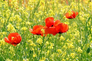Wallpaper: Poppy Flowers Desktop Wallpapers
