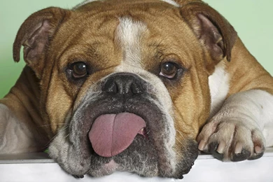 Monday With My English Bulldog Wallpapers, Monday With My English ...