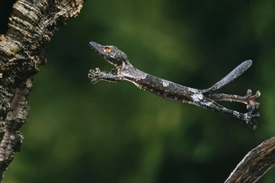 Index Of /scraper/data/alphacoders/Reptile Wallpapers