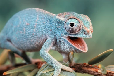 4K Ultra HD Reptile Wallpapers HD, Desktop Backgrounds 3840x2160