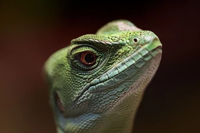 1600x1200px Reptile