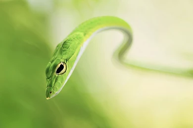Snake, Desktop, Macro, Photo, Animals, Wild, Reptile, Hd, Wallpapers