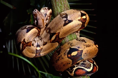 HD Animal Wallpapers: HD Reptile Wallpapers
