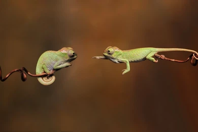 Animals, Chameleons, Reptile, Branch Wallpapers HD / Desktop And ...