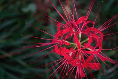 Computer Wallpaper Flowers.jpg