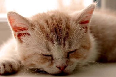 Desktop HD Beautiful Wallpapers   Live Wallpapers HD Desktop Wallpapers