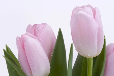 Desktop Wallpapers · Gallery · Nature · Beautiful Roseate Tulips ...