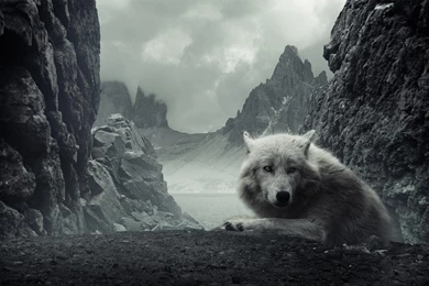 Desktop Black And White Wolf Wallpapers 3d Hd Pictures.