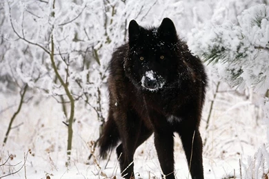 Desktop Hd Black Wolf Backgrounds 3d Hd Pictures.