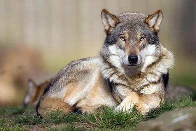 Wolf Wallpapers HD For Desktop Backgrounds JM3