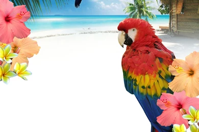 Backgrounds Pictures Free   Wallpapers HD Base