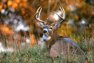 Free Whitetail Deer Wallpapers Size 1024x768px Wallpapers Deer ...