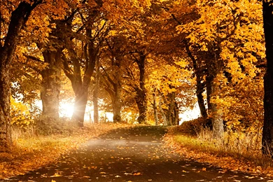Hd Wallpapers   Autumn Alley Under Autumn Wallpapers, Wallpapers ID ...