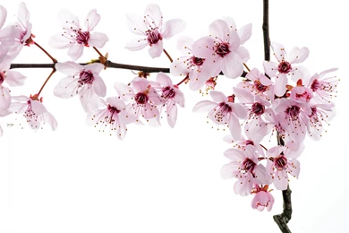 Spring Blooming Flowers, Pink And Tiny Flowers On White Backgrounds ...