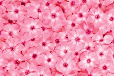 Close up Flowers Pink Backgrounds Wallpapers