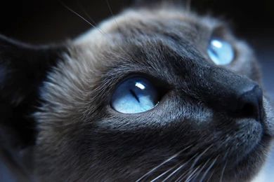 Cat With Blue Eyes Warrior Cats Forever Wallpapers (30386523 ...