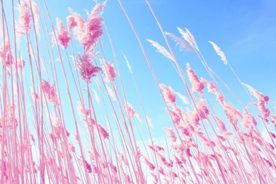 Download Wallpapers 1366x768 Grass, Pink, Sky Laptop 1366x768 HD ...
