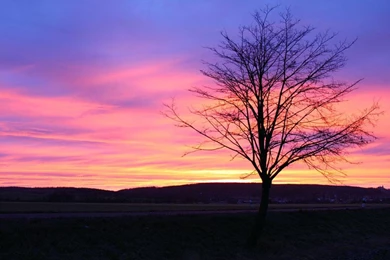 Lonely Tree With Pink Sky   (
