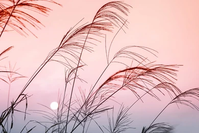 Pink Sky Wallpapers