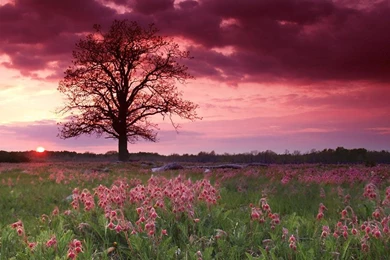PRAIRIE SMOKE UNDER THE PINK SKY WALLPAPER   (