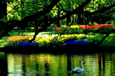 Spring Scenic Wallpapers