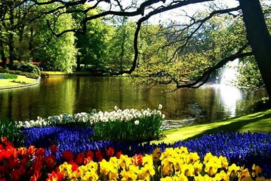 FLOWERS IN KEUKENHOF NETHERLANDS WALLPAPER   (