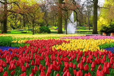KEUKENHOF GARDENS WALLPAPER   (