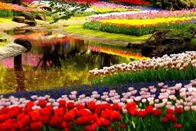 Keukenhof Wallpapers