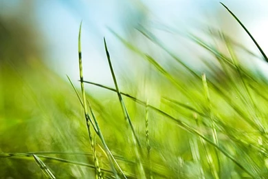 Hd nature charming wallpapers iphone 5.jpg