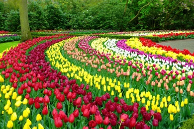 LOVELY PLACE IN PARK WALLPAPER   (