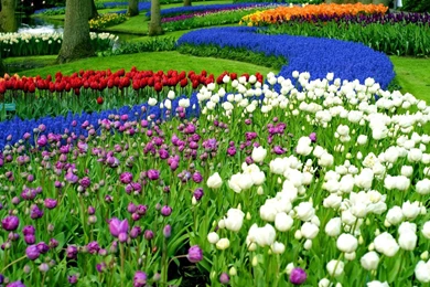 KEUKENHOF GARDENS WALLPAPER   (