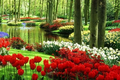 Keukenhof Garden   Free Computer Wallpapers