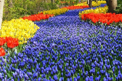 Gardens Wallpaper: Keukenhof Garden Full Hd Wallpapers Travel Hd ...
