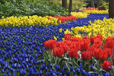 Keukenhof Garden HD Wallpapers   Travel HD Wallpapers
