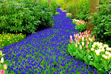 Keukenhof Flowers   (