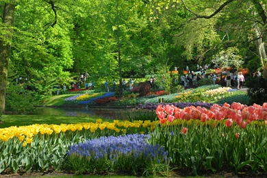 Keukenhof Flower Garden Best Wallpapers Collection.   PhotosJunction