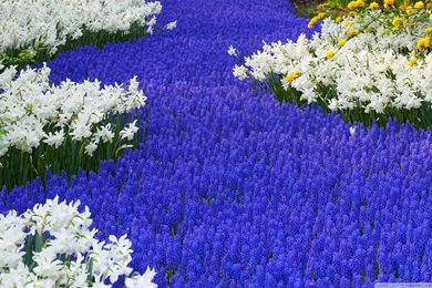 Grape Hyacinths And Daffodils Keukenhof Gardens Lisse Holland HD ...